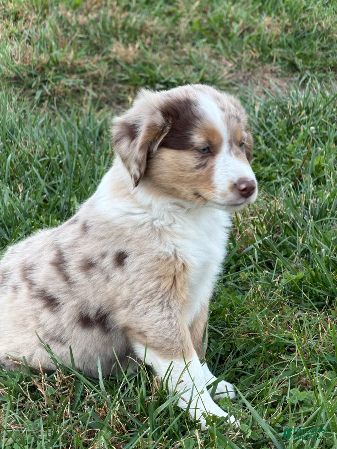 Miniature Australian Shepherd dogs for sale: Bixby - Ad 2