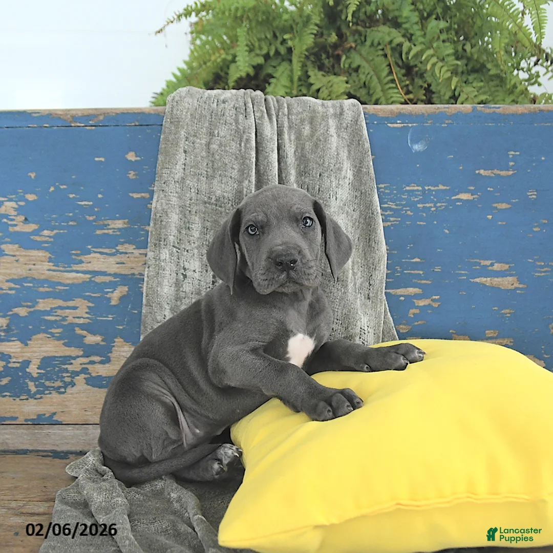 Great Dane dogs for sale: Freya - Ad 2