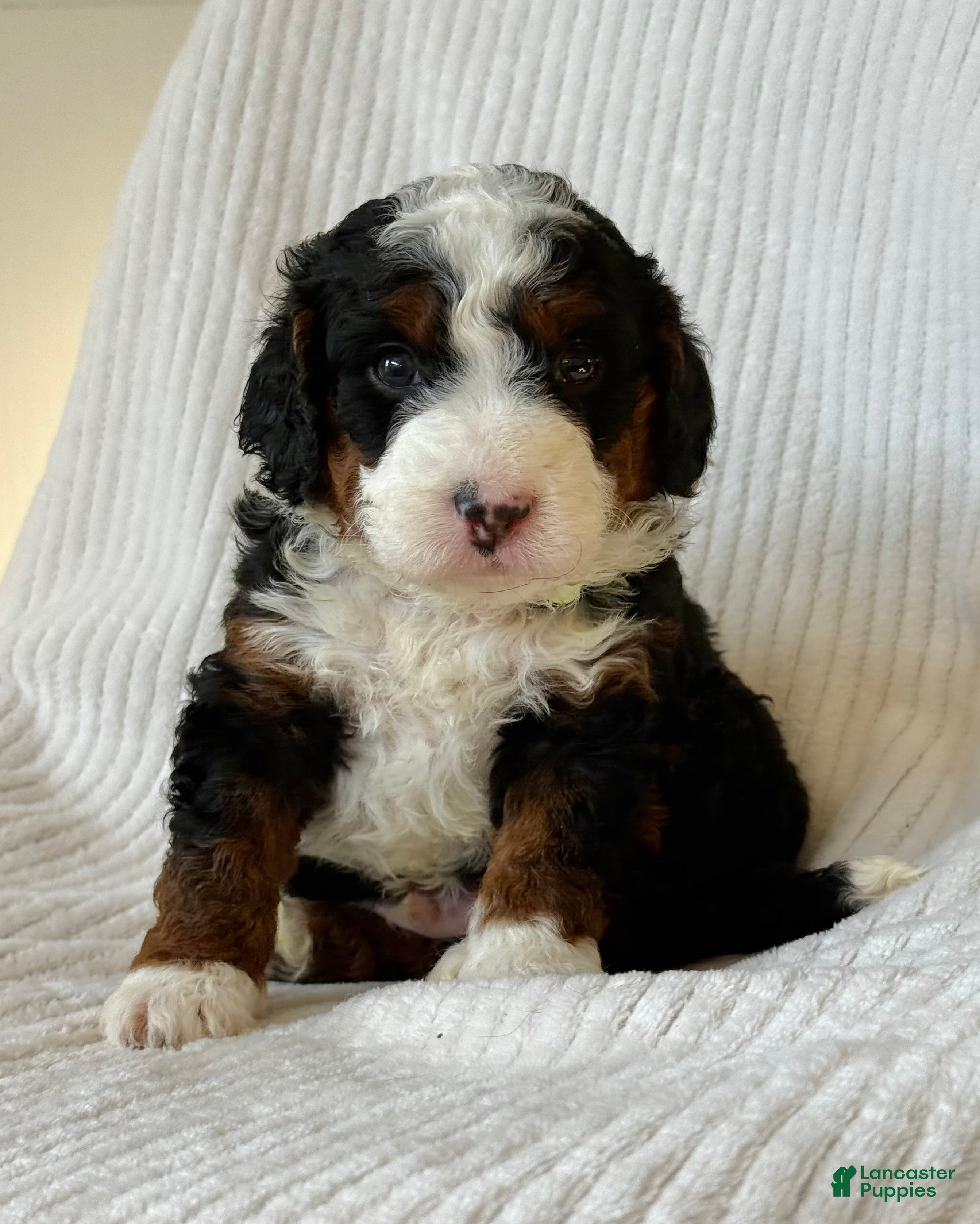 Mini Bernedoodle dogs Everest - Ad 12