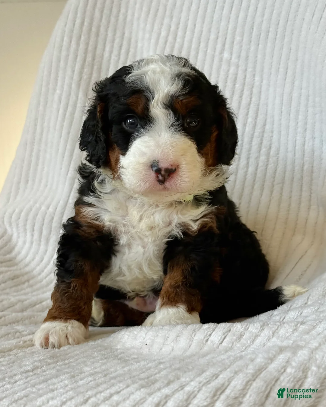 Mini Bernedoodle dogs for sale: Everest - Ad 1