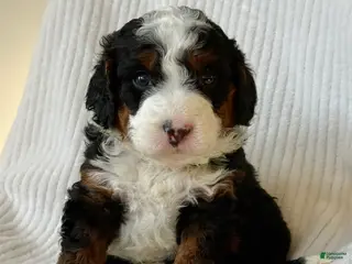 Mini Bernedoodle dogs Everest - Ad 12