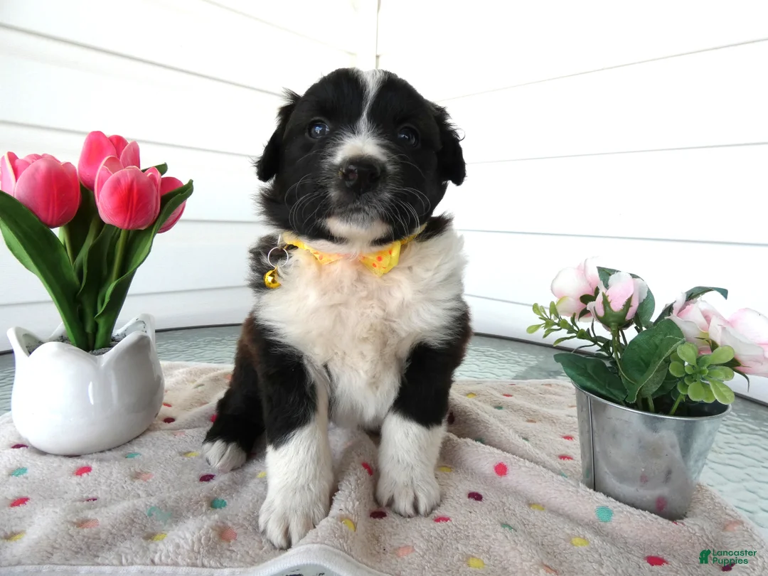 Border Collie dogs for sale: Border Collie Puppy 2 Sunshine - Ad 2