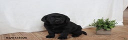Labrador Retriever dogs for sale: Freddy - Ad 8