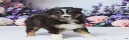 Australian Shepherd dogs for sale: Theo - Ad 5