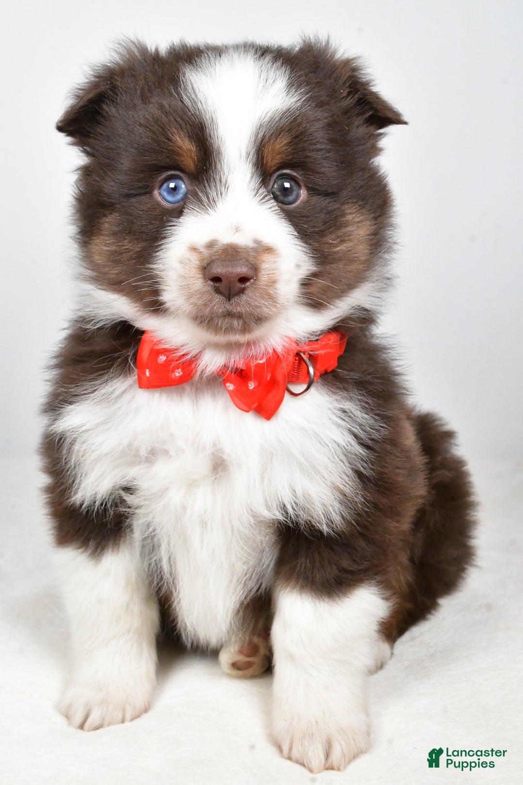 Toy Australian Shepherd dogs for sale: Benny - Ad 8