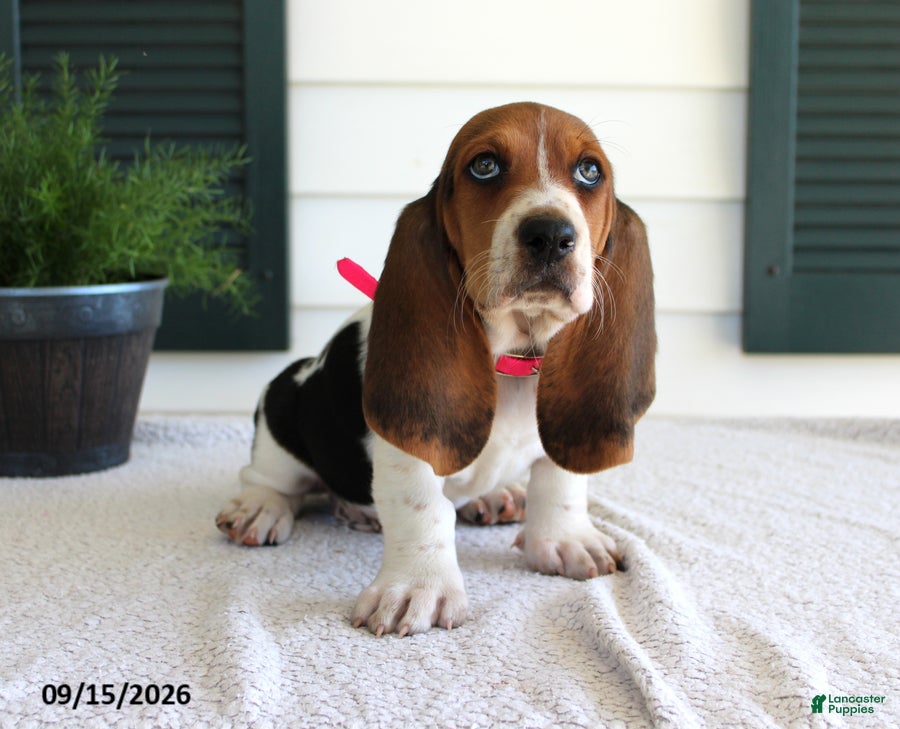 Basset Hound dogs Chloe - Ad 1