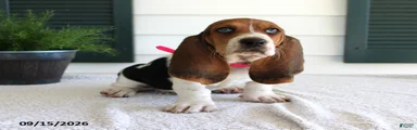 Chloe