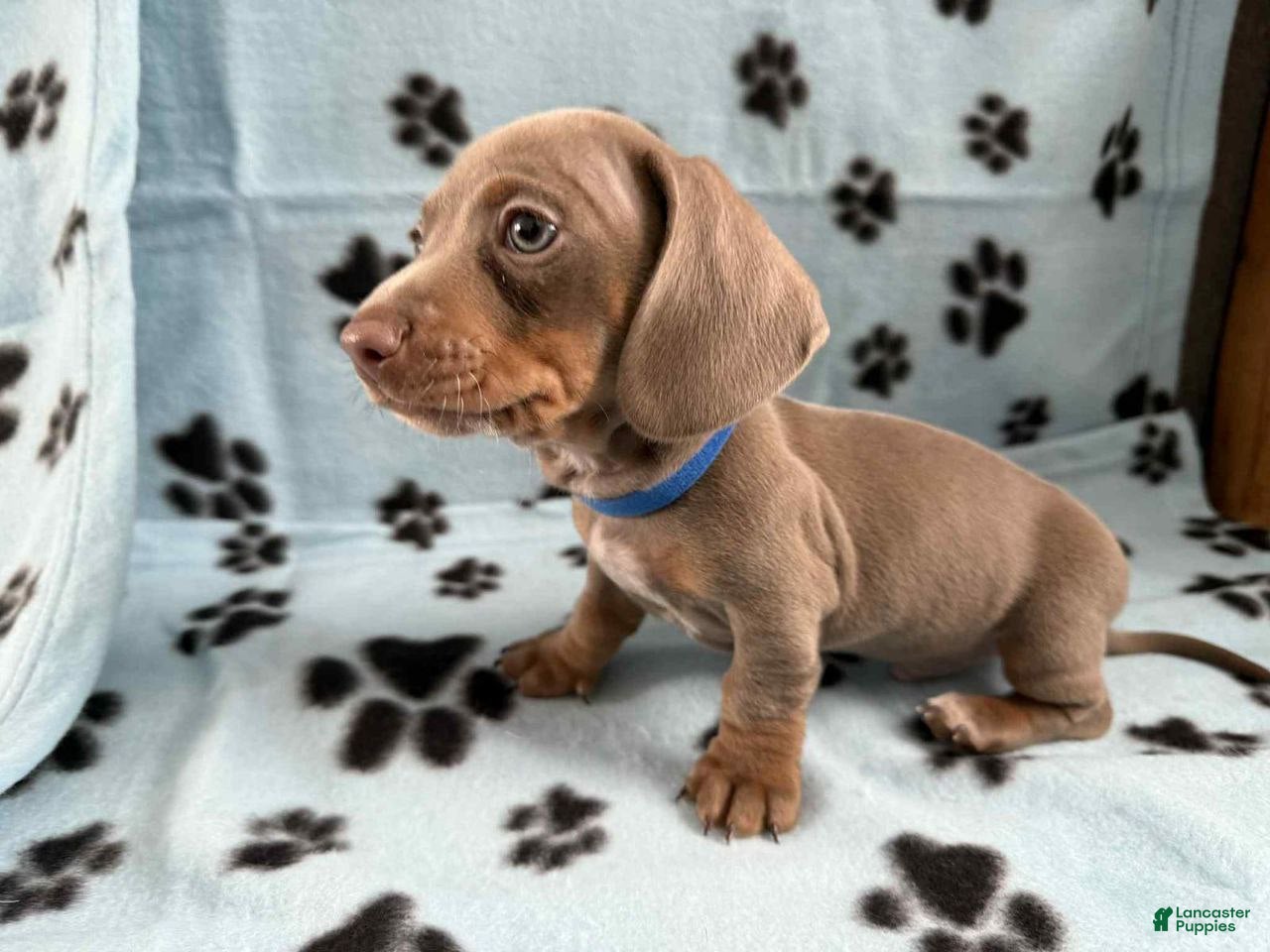 Miniature Dachshund dogs for sale: Miniature Dachshund Puppy 1 - Ad 2