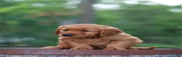 Golden Retriever dogs for sale: Bailey - Ad 7