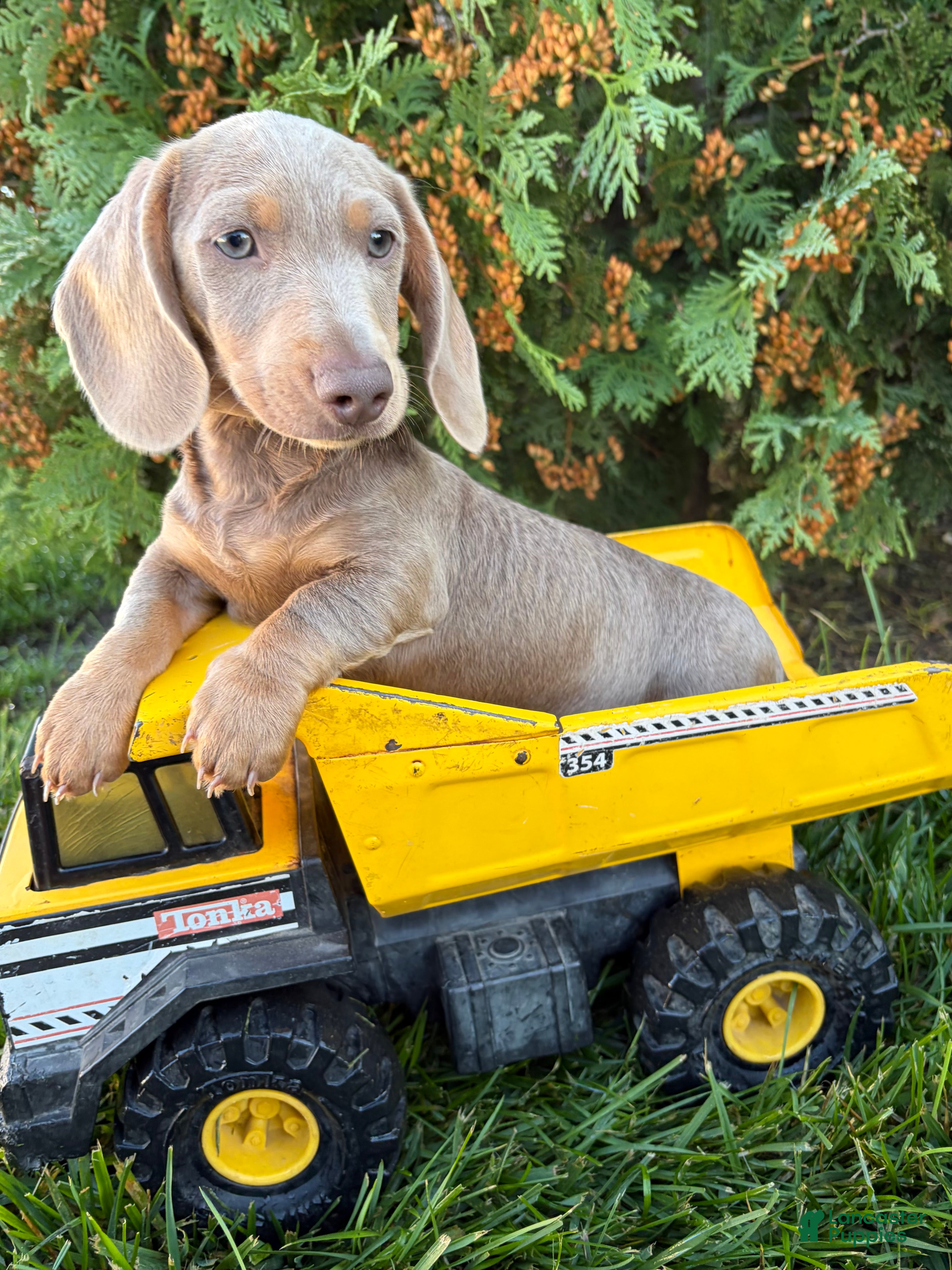 Miniature Dachshund dogs Boone - Ad 2