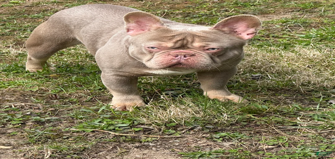 Gallery Image {{count}}