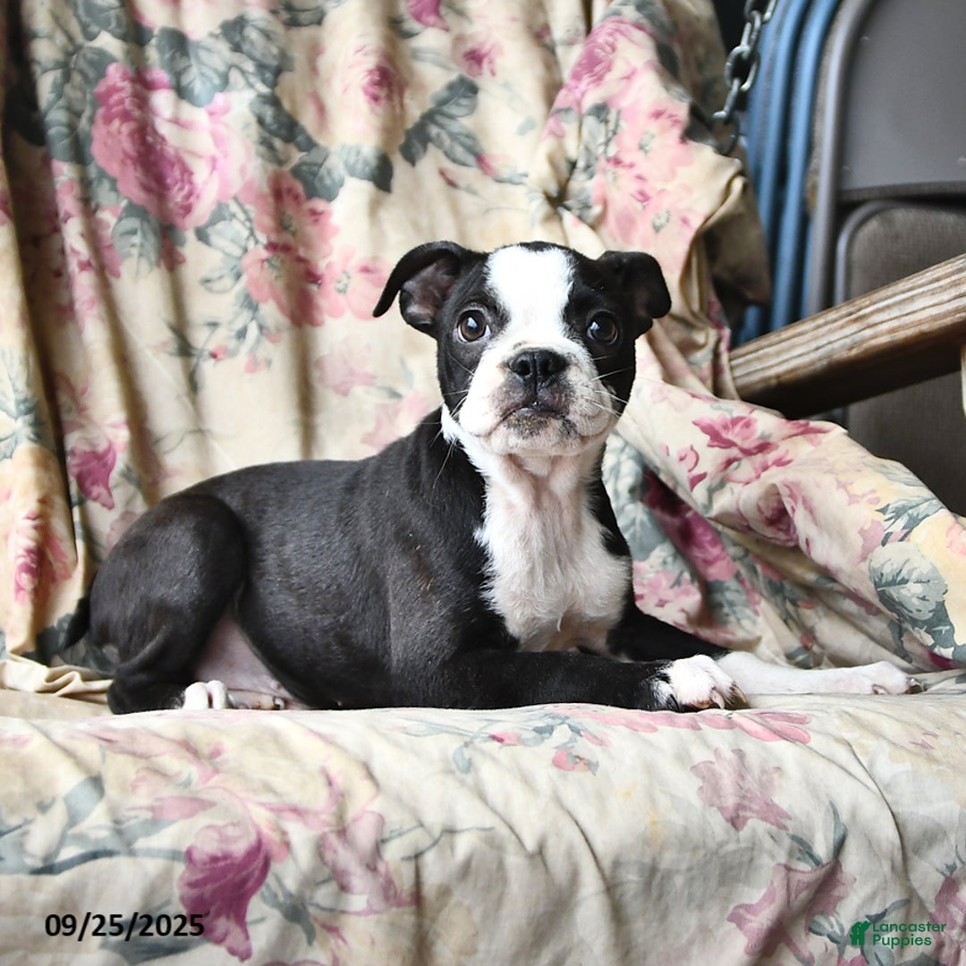 Boston Terrier dogs for sale: Hazel - Ad 8