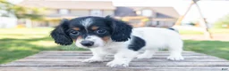 Miniature Dachshund dogs for sale: Button - Ad 7