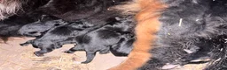 Bernese Mountain Dog dogs for sale: Bernese Mountain Dog Puppy 6 - Ad 1