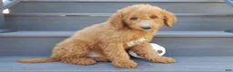 Mini Goldendoodle dogs for sale: Jake (Medium) - Ad 6