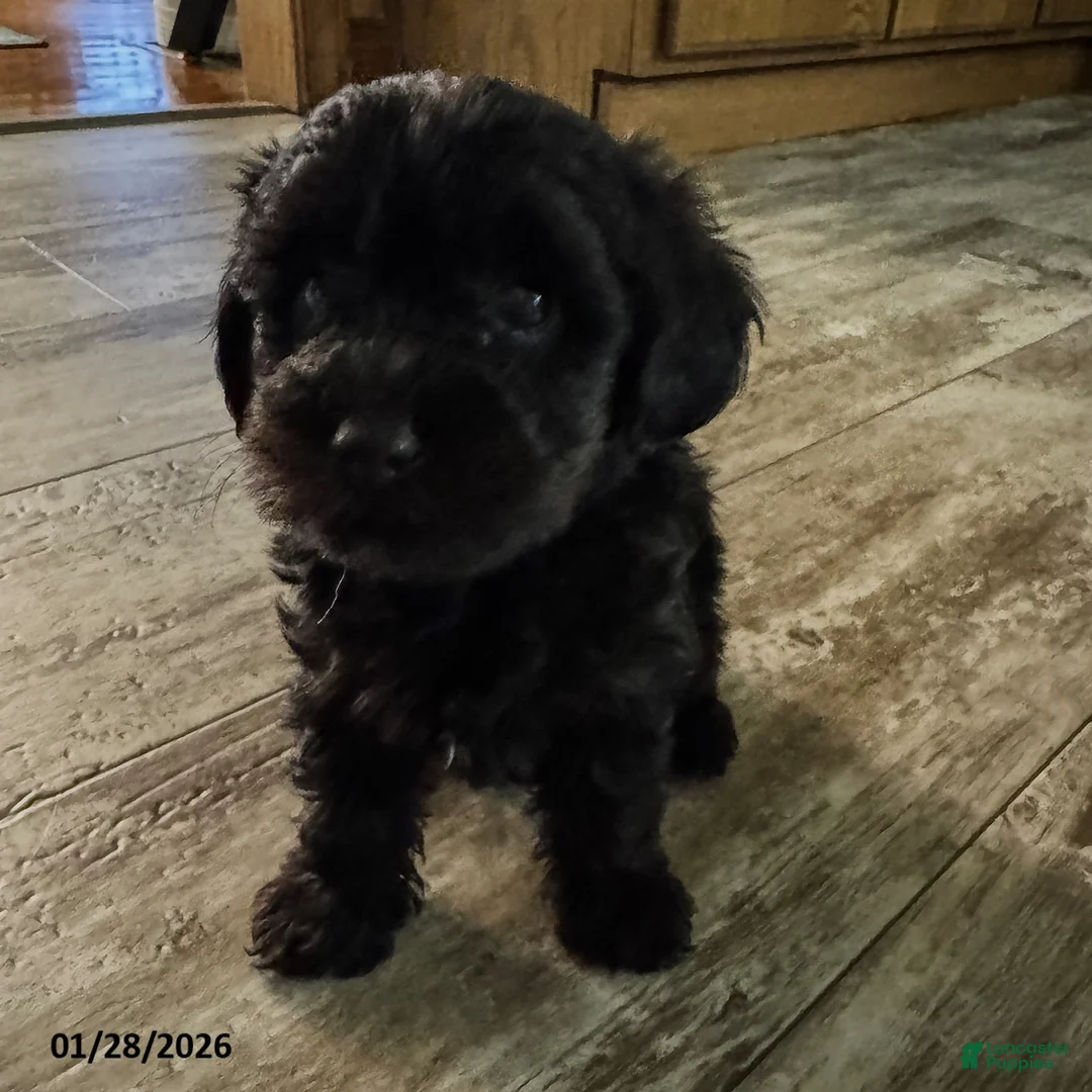 Yorkiepoo dogs for sale: Snoopy - Ad 5