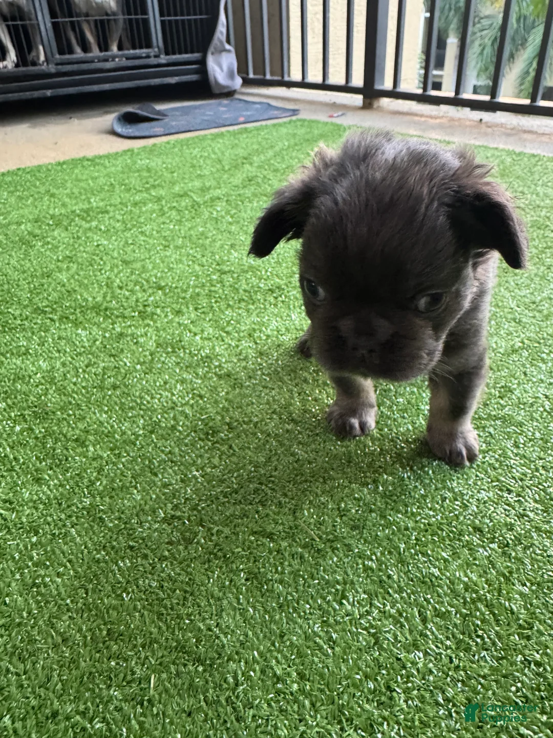 French Bulldog dogs for sale: Peppa - Ad 7