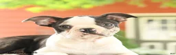 Boston Terrier dogs for sale: Romeo - Ad 3