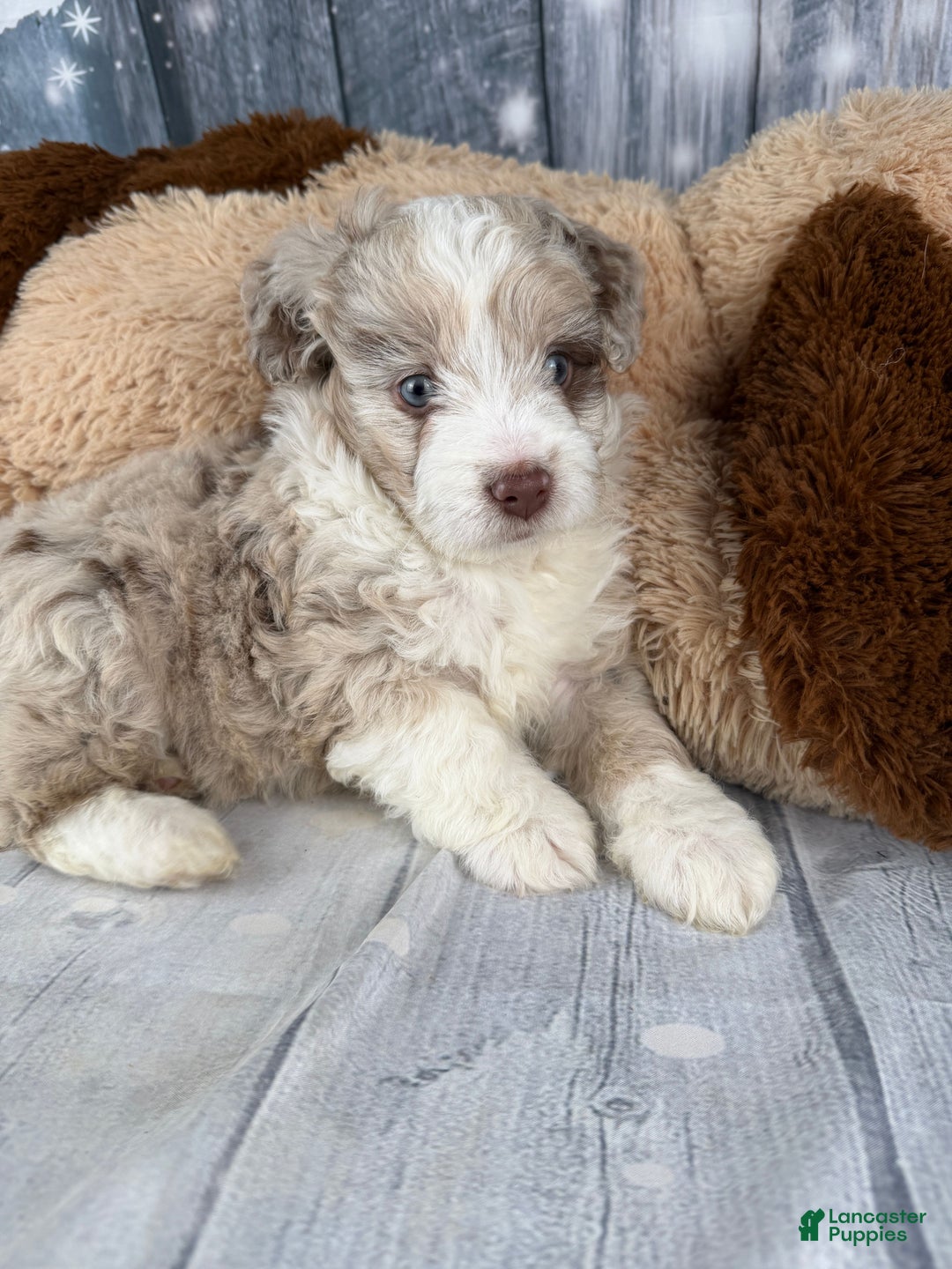 Aussiedoodle dogs for sale: Hendrik - Ad 12