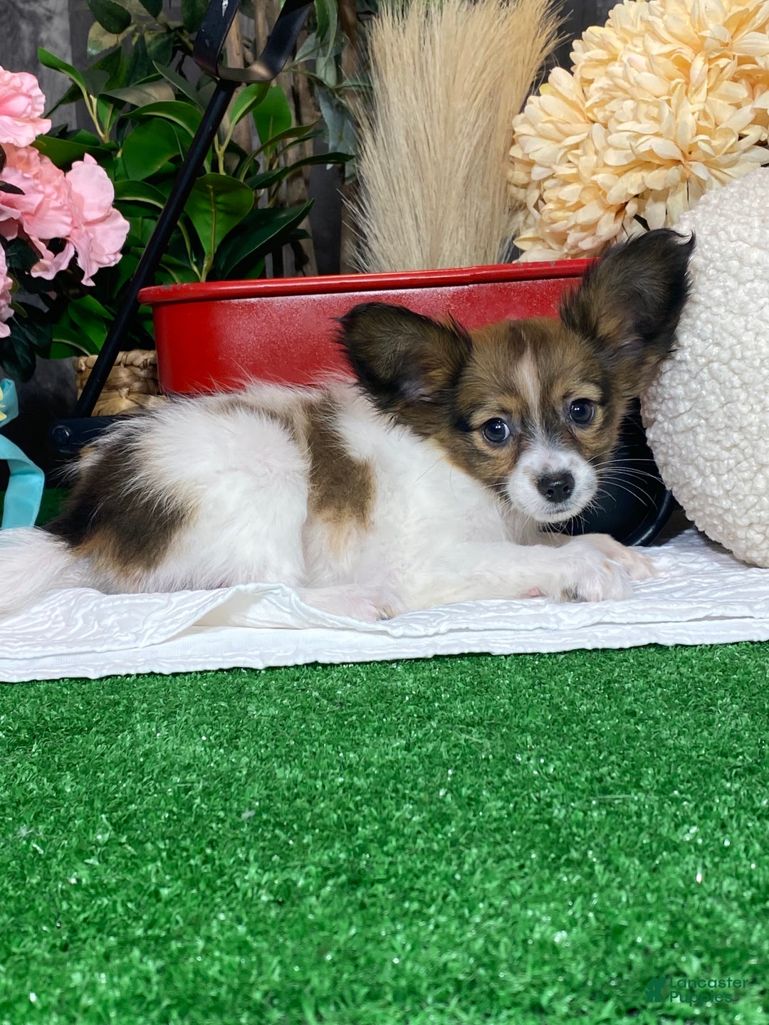 Papillon dogs for sale: Rayna - Ad 3