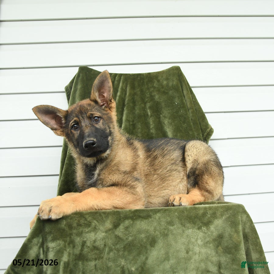 German Shepherd dogs Callie - Ad 2