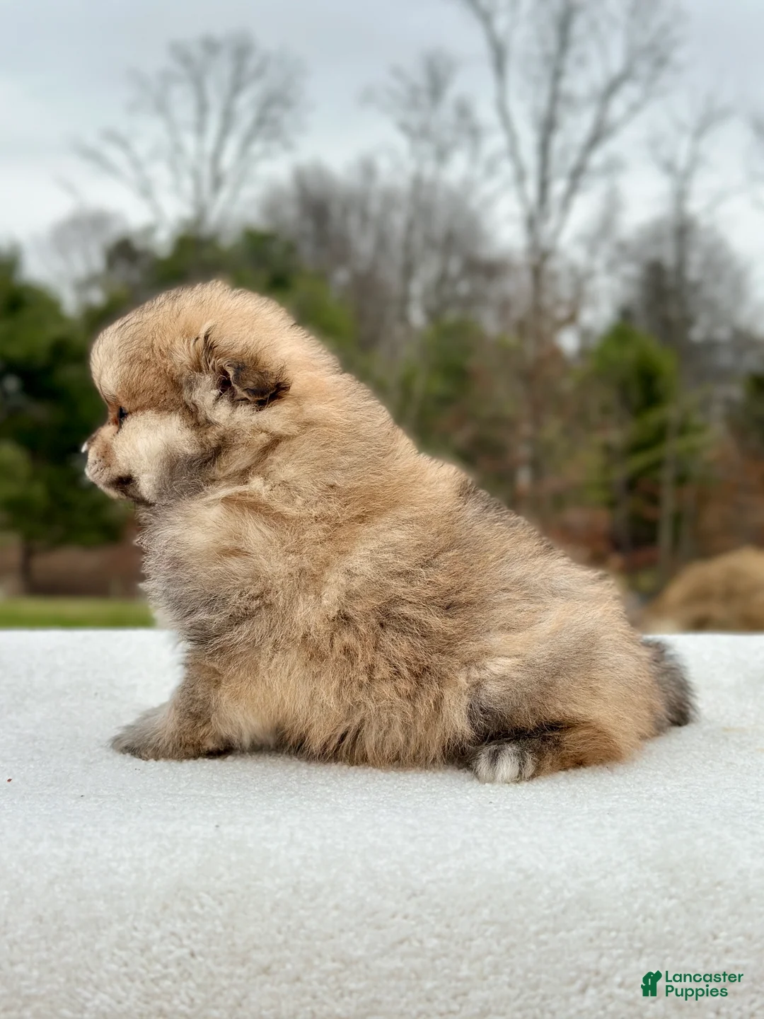 Pomeranian dogs for sale: Bo - Ad 2