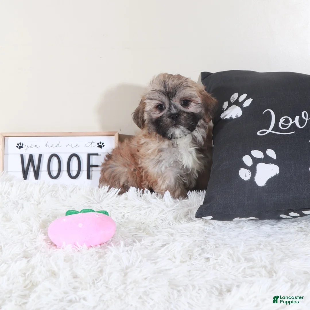 Teddy Bear dogs for sale: Teddy Bear Sophie - Ad 5