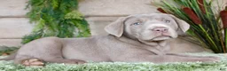 Labrador Retriever dogs for sale: Silver Sam - Ad 5