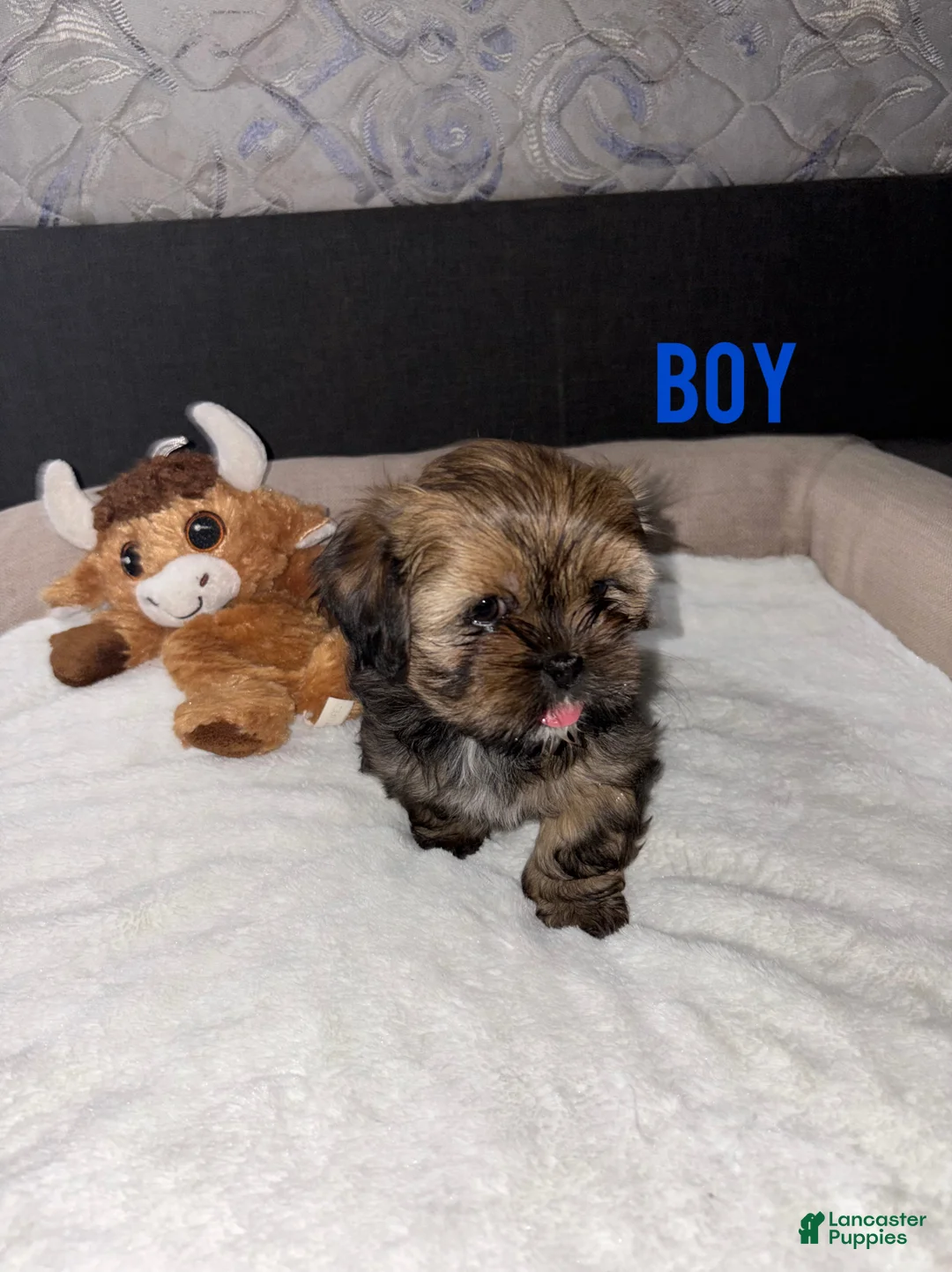 Shih Tzu dogs for sale: Shih Tzu Puppy 1 - Ad 2