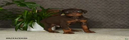 Doberman Pinscher dogs for sale: Norman - Ad 4