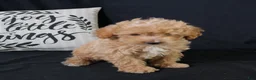 Maltipoo dogs for sale: Milo - Ad 3