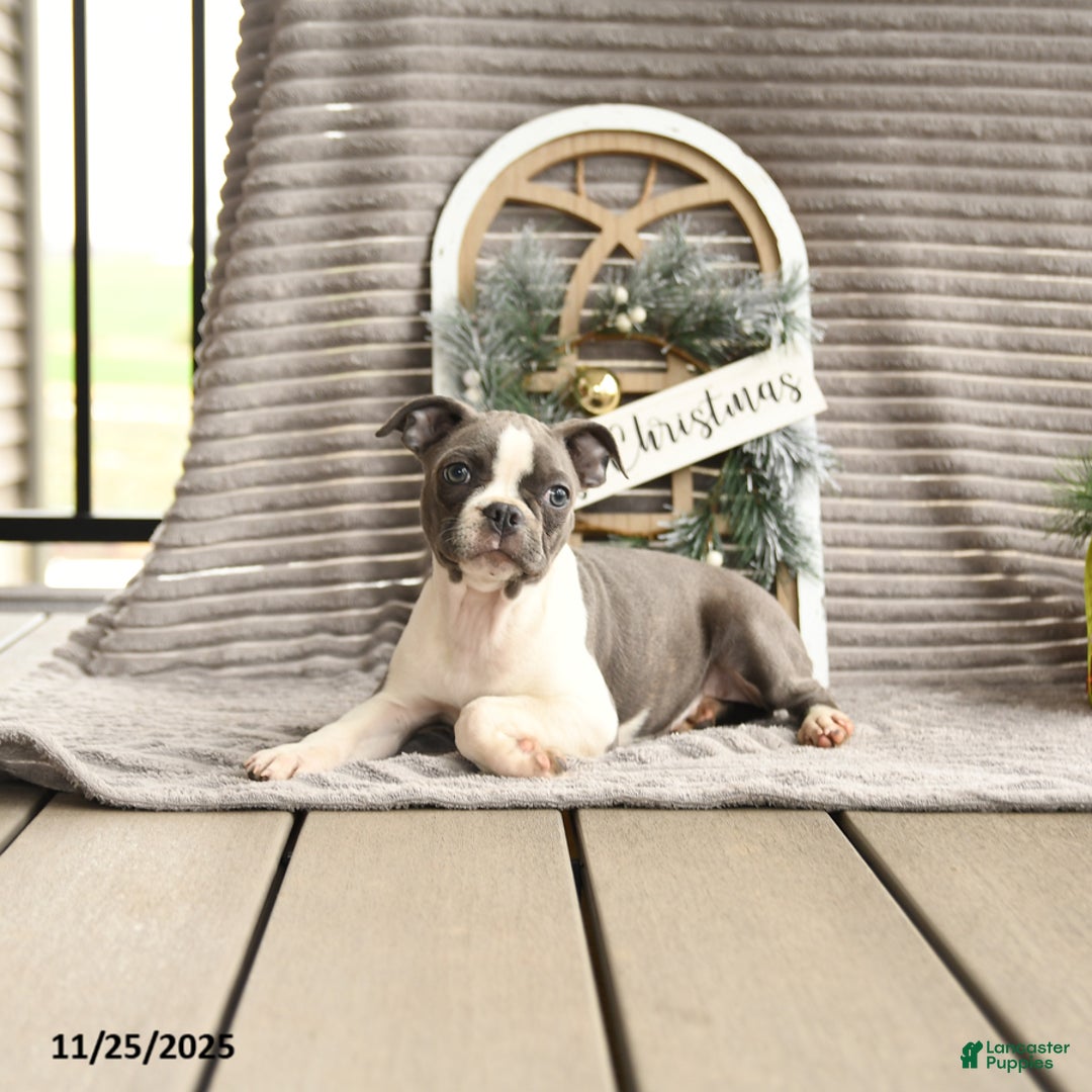 Boston Terrier dogs for sale: Kylie - Ad 4