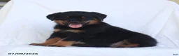 Rottweiler dogs for sale: Renzo - Ad 4