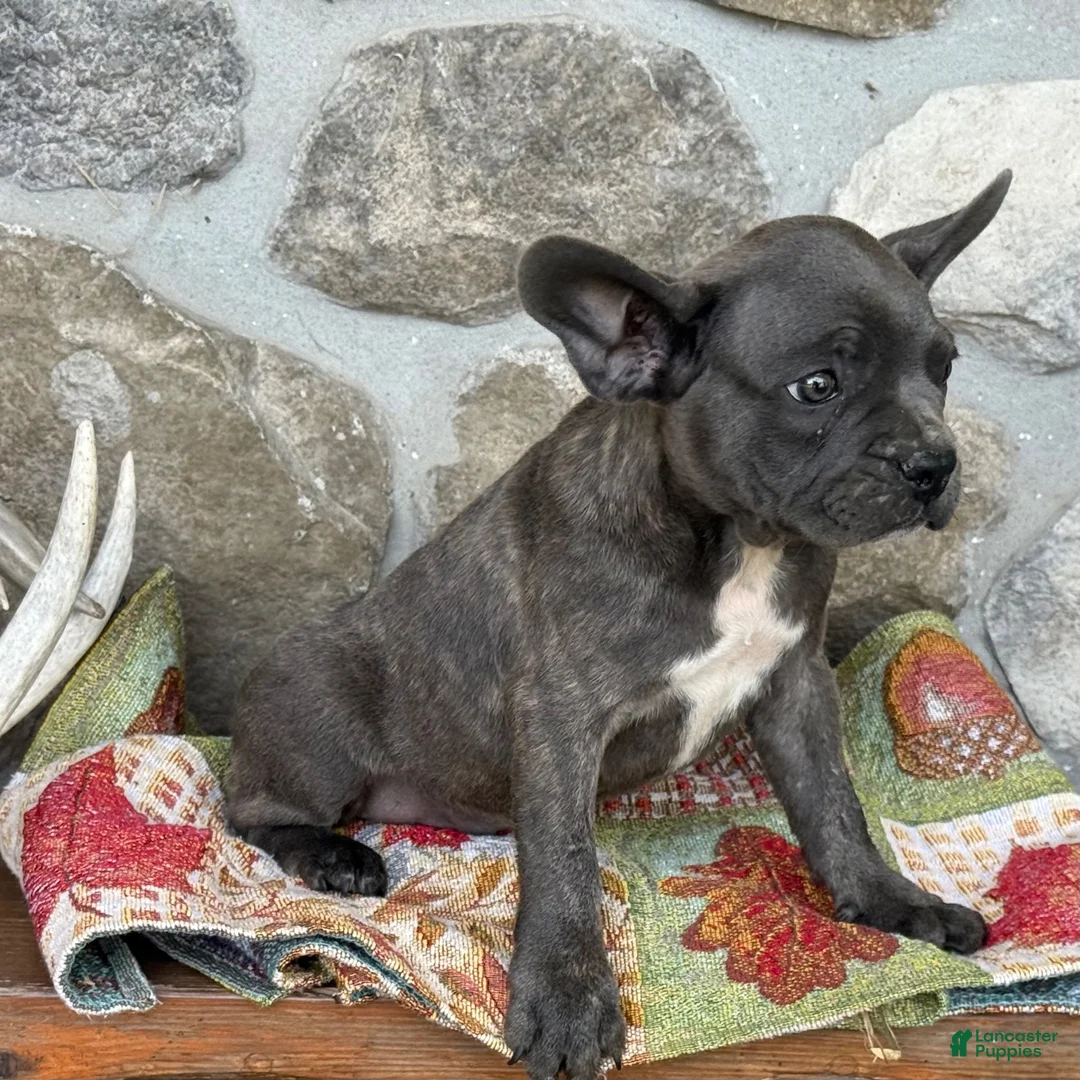 Frenchton dogs for sale: Bennett - Ad 4
