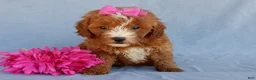 Mini Goldendoodle dogs for sale: Jane - Ad 4