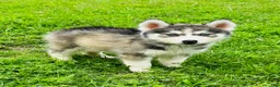 Siberian Husky dogs for sale: Lotus - Ad 13