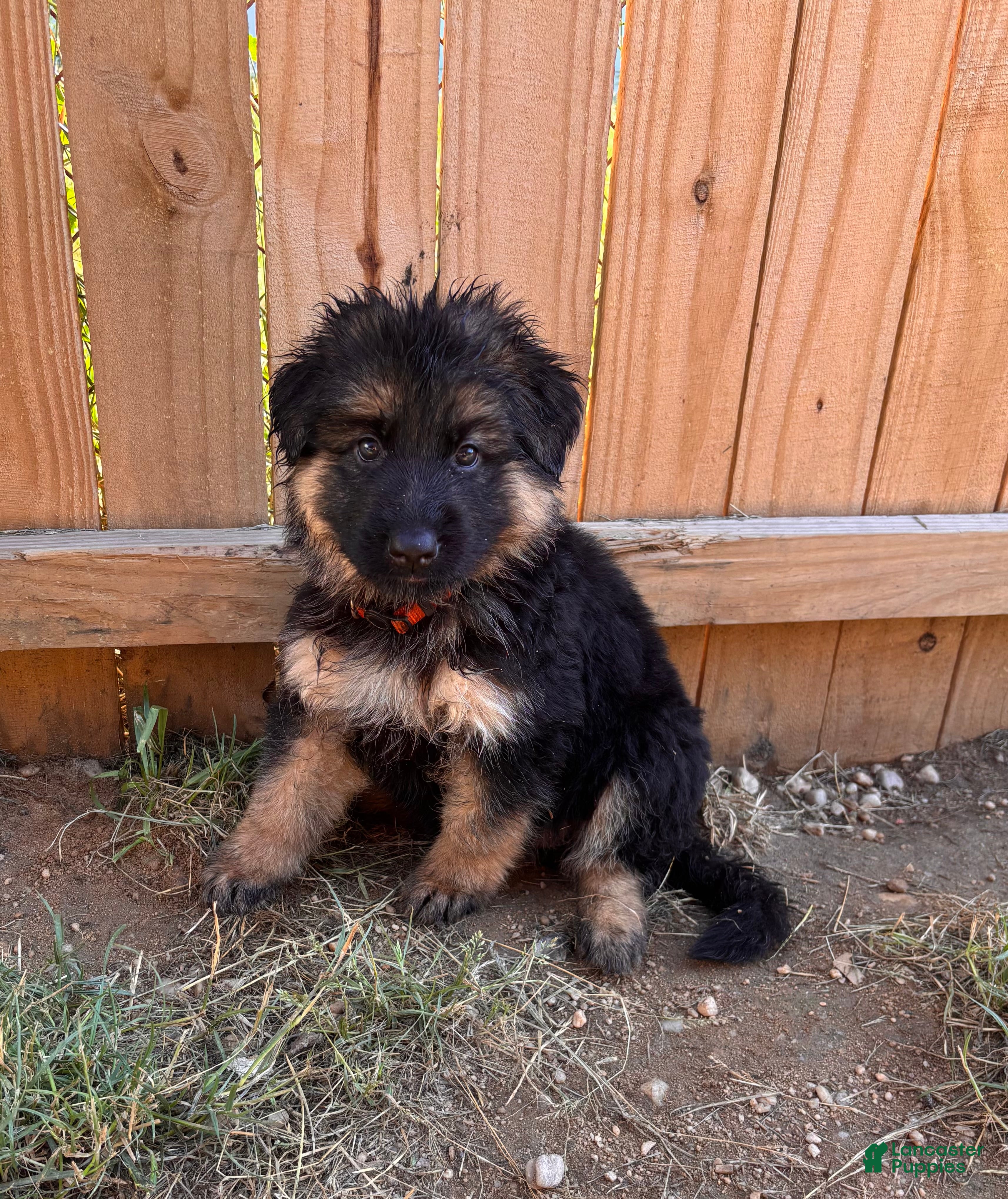German Shepherd dogs Maple (Orange Collar) - Ad 35