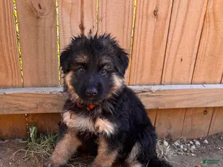 German Shepherd dogs Maple (Orange Collar) - Ad 18