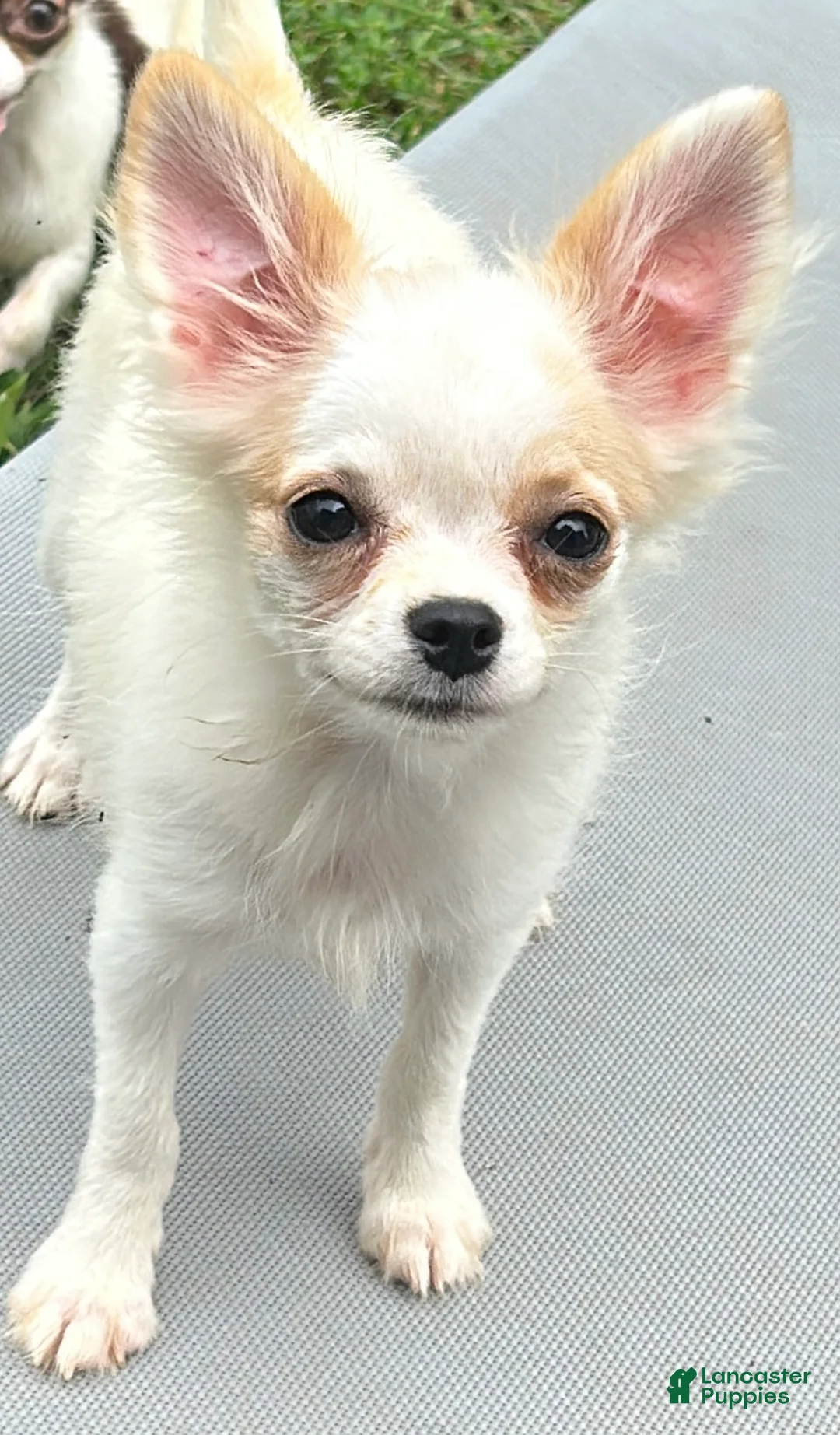 Chihuahua dogs for sale: Coconut - Ad 2