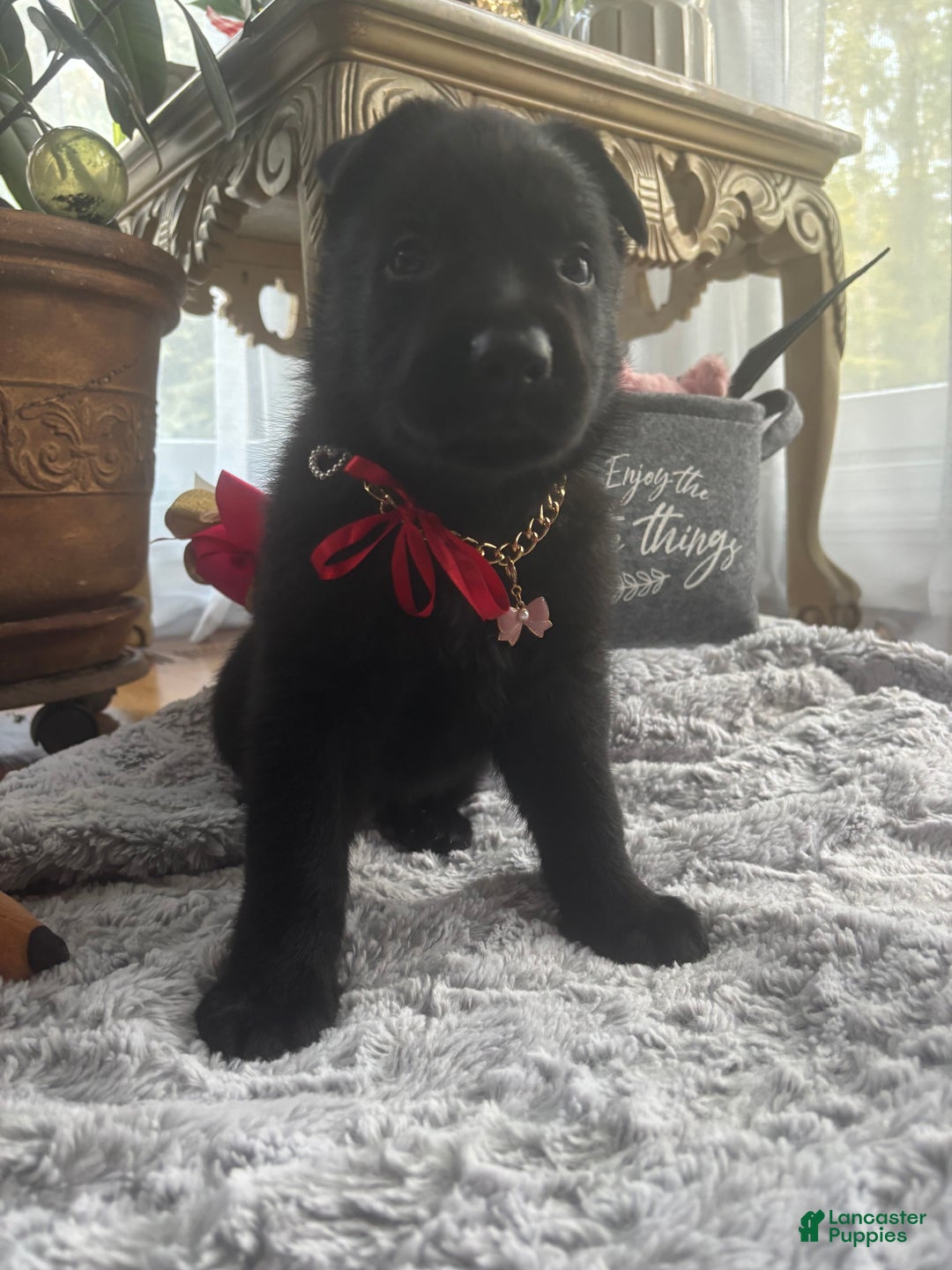 German Shepherd dogs for sale: Red - Ad 3