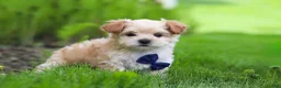 Maltipoo dogs for sale: Copper - Ad 3