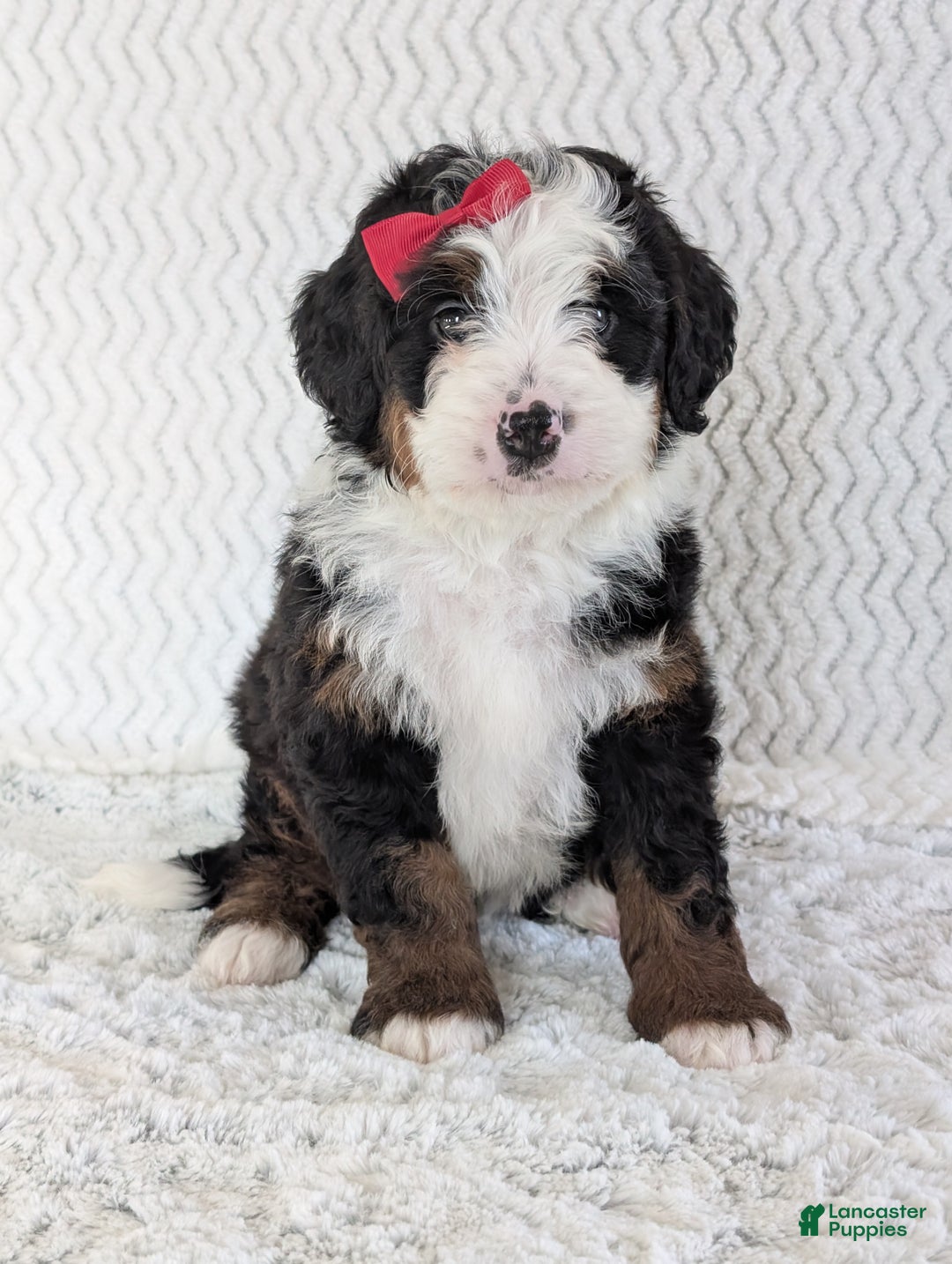 Mini Bernedoodle dogs for sale: Mini Jamie  - Ad 20