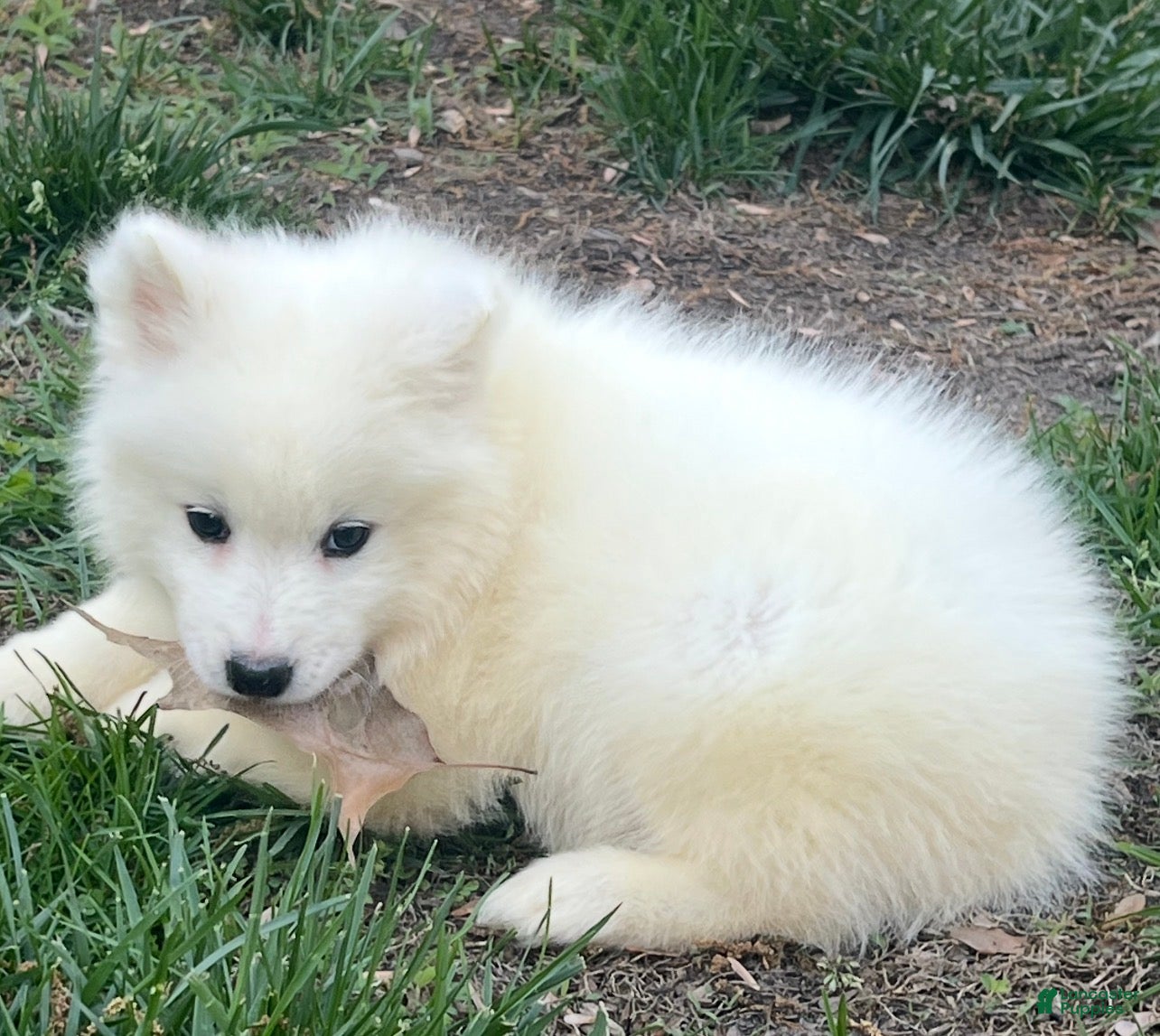 Samoyed dogs Samoyed Puppy 2 - Ad 16