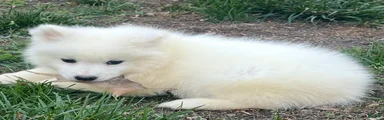 Samoyed Puppy 2
