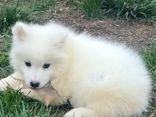 Samoyed dogs Samoyed Puppy 2 - Ad 16