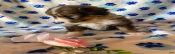 Mixed Breed dogs for sale: Fiona - Ad 2