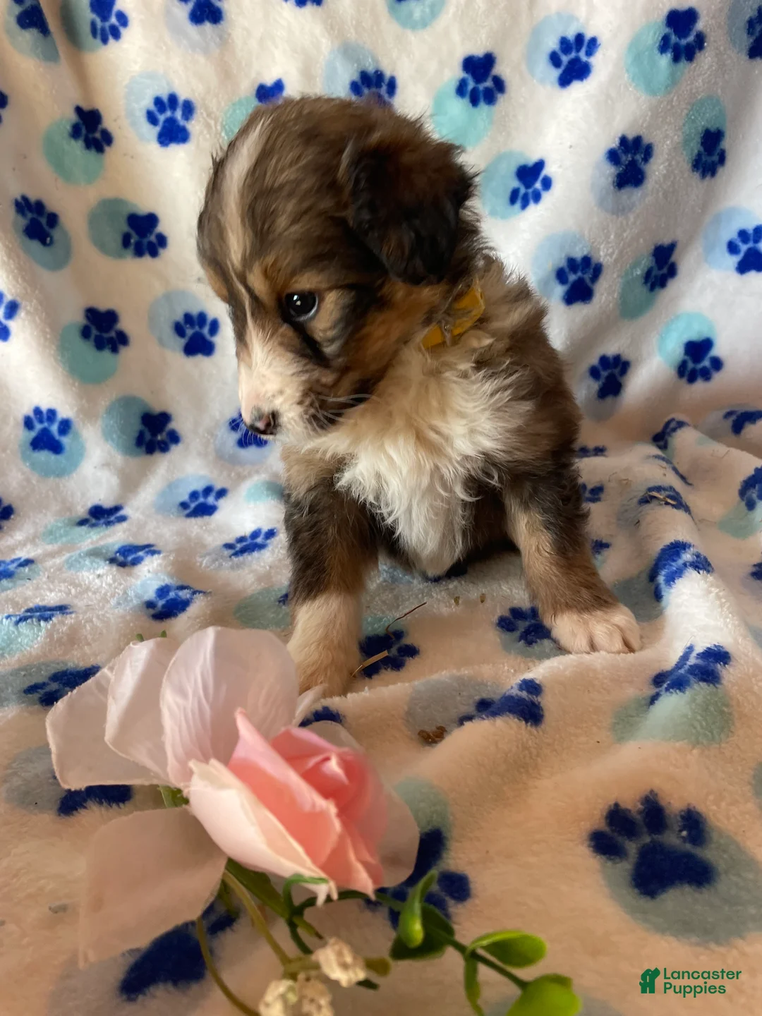Mixed Breed dogs for sale: Fiona - Ad 2