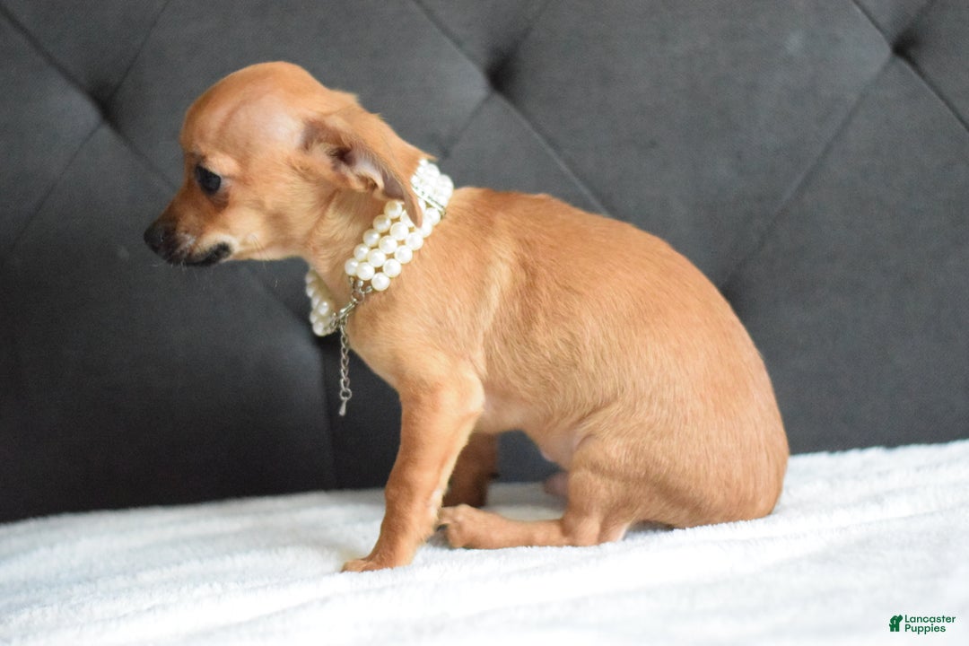 Chihuahua dogs for sale: Chihuahua Puppy 2 - Ad 3