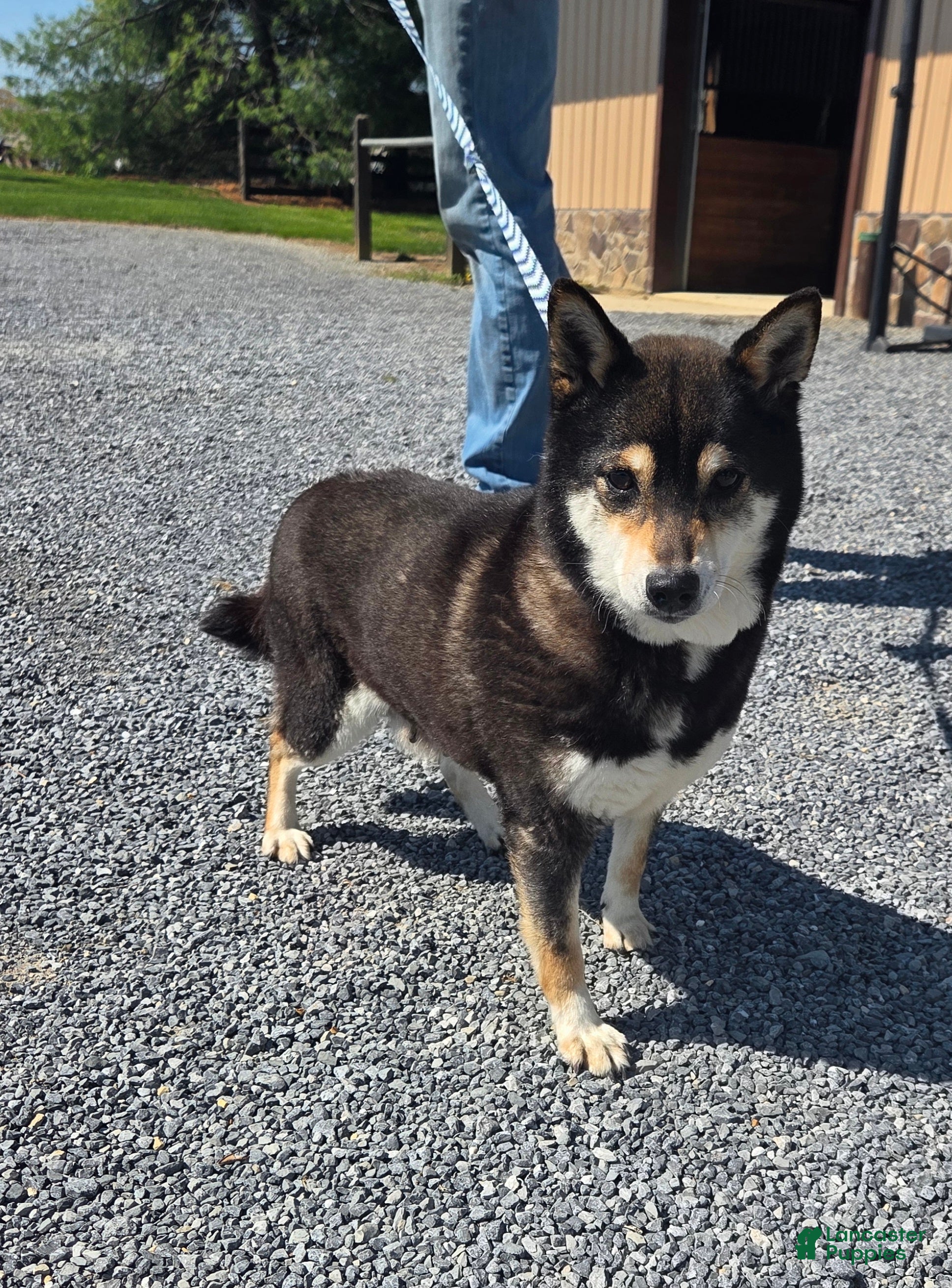 Shiba Inu dogs Miley - Ad 1