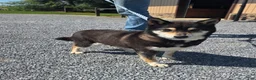 Shiba Inu dogs for sale: Miley - Ad 1